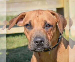 Boxador Dogs for adoption in Huntley, IL, USA