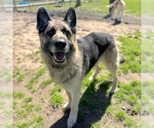 German Shepherd Dog-Unknown Mix Dogs for adoption in Conroe, TX, USA