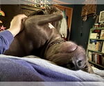 Small #4 American Pit Bull Terrier Mix