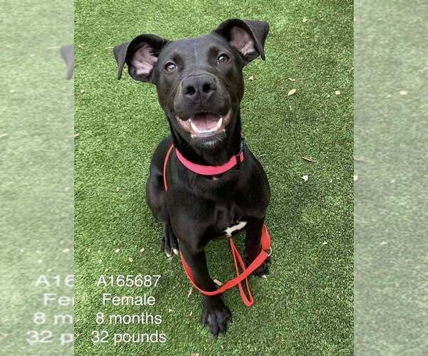 Medium Photo #1 Mutt Puppy For Sale in Calgary, Alberta, Canada