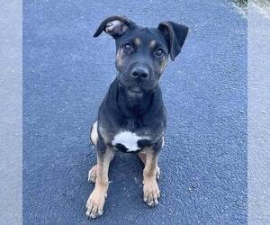 Doberman Pinscher-Unknown Mix Dogs for adoption in New Oxford , PA, USA