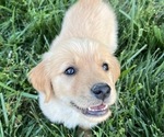 Puppy Lilly Golden Retriever