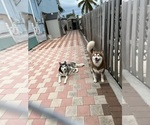 Small Photo #1 Siberian Husky Puppy For Sale in MARATHON, FL, USA