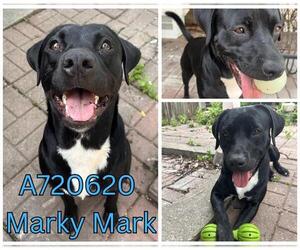 Labrador Retriever-Unknown Mix Dogs for adoption in San Antonio, TX, USA