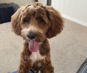 Cockapoo Puppy for sale in PALMETTO, FL, USA
