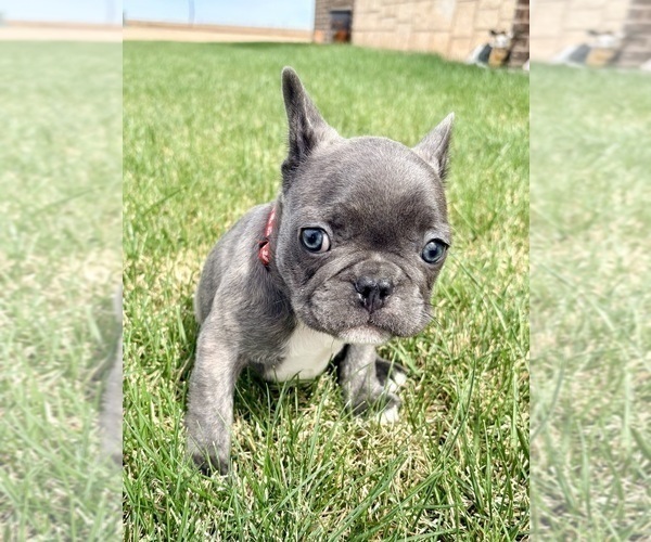Medium Photo #5 French Bulldog Puppy For Sale in CANYON, TX, USA