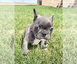 Small Photo #5 French Bulldog Puppy For Sale in CANYON, TX, USA