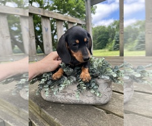Dachshund Puppy for Sale in NILES, Michigan USA
