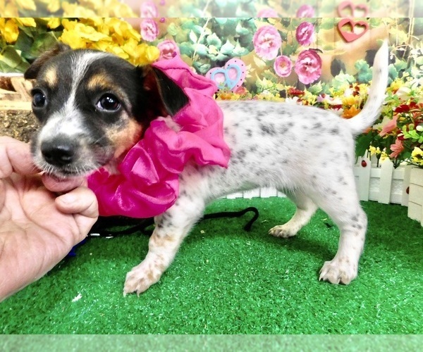 Medium Photo #6 Jack Russell Terrier Puppy For Sale in HAMMOND, IN, USA