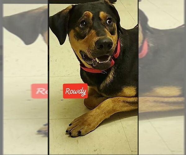 Medium Photo #1 Treeing Walker Coonhound-Unknown Mix Puppy For Sale in Sheboygan, WI, USA