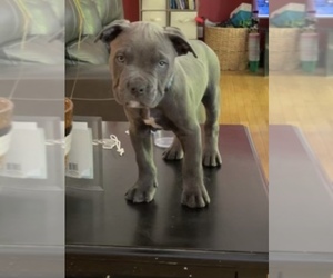 American Bully-American Pit Bull Terrier Mix Puppy for sale in DANVILLE, WV, USA