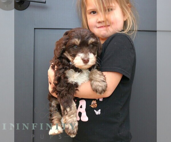 Medium Photo #4 Bernedoodle (Miniature) Puppy For Sale in LANCASTER, PA, USA