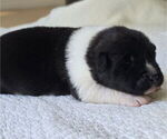 Small #1 Akita