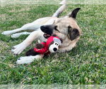 Small #1 German Shepherd Dog Mix