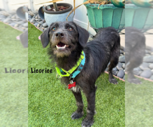 Mutt Dogs for adoption in San Diego, CA, USA