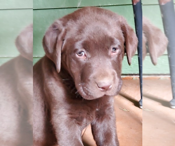 Medium Photo #1 Labrador Retriever Puppy For Sale in MEDFORD, OR, USA