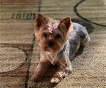 Small Photo #1 Yorkshire Terrier Puppy For Sale in CHARLOTTE, NC, USA