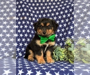 Aussiedoodle Miniature  Puppy for Sale in OXFORD, Pennsylvania USA