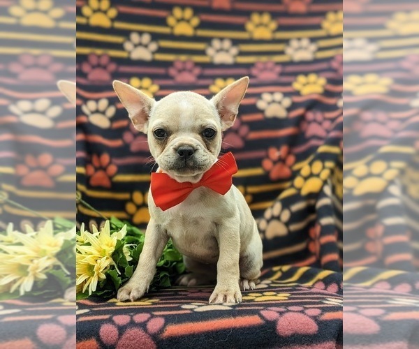 Medium Photo #1 Faux Frenchbo Bulldog Puppy For Sale in GLEN ROCK, PA, USA