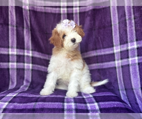 Medium Photo #3 Cavapoo Puppy For Sale in LAKELAND, FL, USA