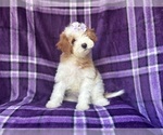 Small #2 Cavapoo