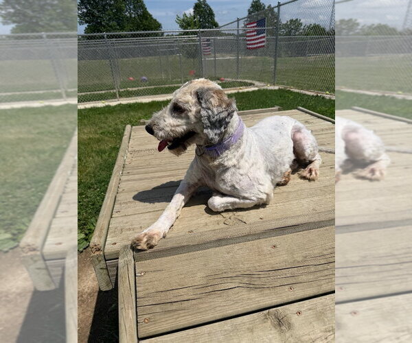 Medium Photo #4 Mutt Puppy For Sale in Pierceton , IN, USA