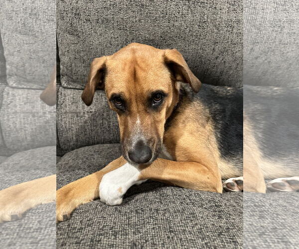 Medium Photo #5 Beagle-Unknown Mix Puppy For Sale in Brooklyn Center, MN, USA