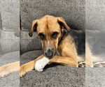 Small #4 Beagle Mix