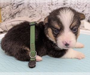 Pembroke Welsh Corgi Puppy for sale in LUFKIN, TX, USA