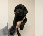 Small Photo #10 Labrador Retriever Puppy For Sale in WOODBURN, IN, USA