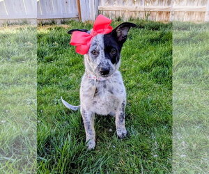 Collie-Unknown Mix Dogs for adoption in Sandy, UT, USA