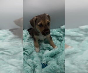 Beagle-Chihuahua Mix Dogs for adoption in Minneapolis, MN, USA