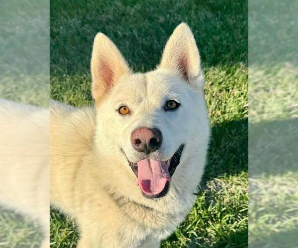 Medium Photo #2 Siberian Husky Puppy For Sale in Sacramento, CA, USA