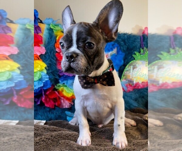 Medium Photo #4 French Bulldog Puppy For Sale in HEATHROW, FL, USA