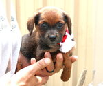 Small Australian Shepherd