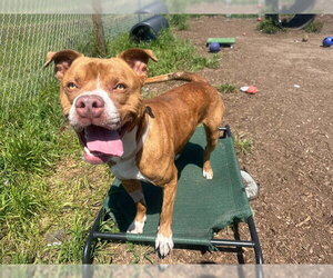 ANAKIN - Male Mutt Dog for Adoption - Photo #2