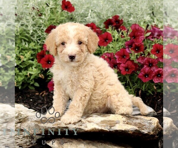 Medium Photo #4 Goldendoodle (Miniature) Puppy For Sale in LITITZ, PA, USA