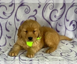 Golden Retriever Puppy for sale in LANCASTER, PA, USA