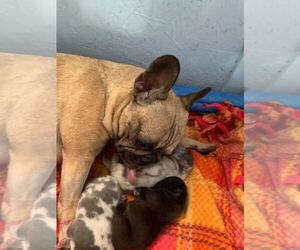 Father of the French Bulldog puppies born on 05/31/2021
