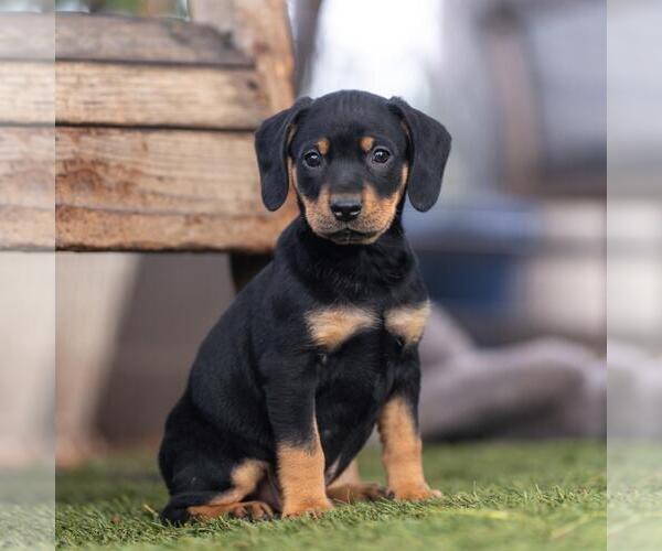 Medium Photo #5 Labrador Retriever-Unknown Mix Puppy For Sale in San Diego, CA, USA
