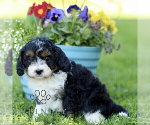 Medium Photo #4 Cavapoo (Miniature) Puppy For Sale in QUARRYVILLE, PA, USA