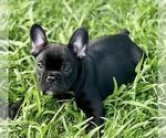 Puppy Rowdy French Bulldog