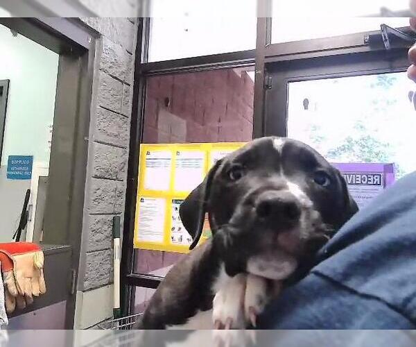 Medium Photo #1 Mutt Puppy For Sale in Tulsa, OK, USA