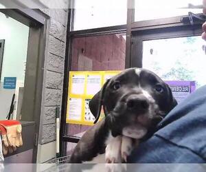 Mutt Dogs for adoption in Tulsa, OK, USA