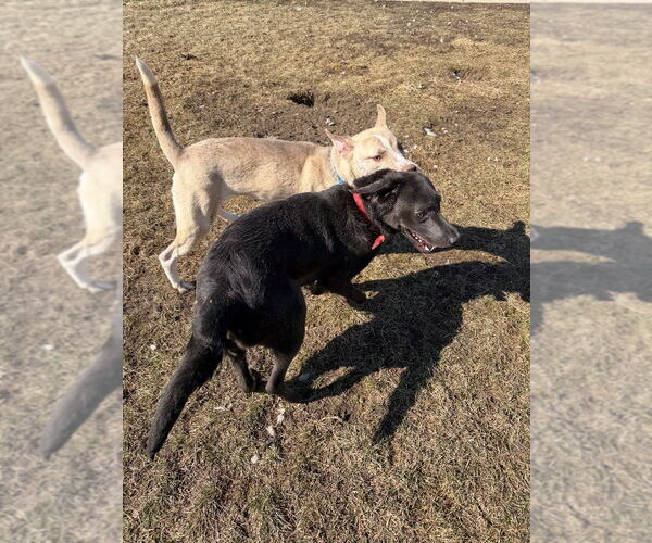 Medium Photo #5 American Staffordshire Terrier-Siberian Husky Mix Puppy For Sale in Pierceton , IN, USA