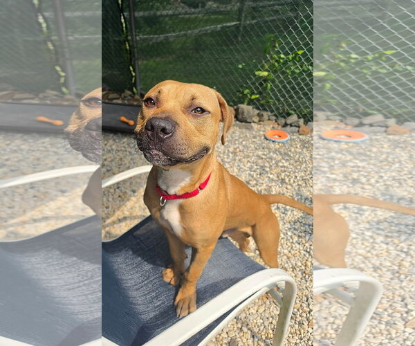 Medium Photo #2 Mutt Puppy For Sale in Manahawkin, NJ, USA