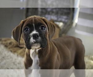 Boxer Puppy for sale in SHIPSHEWANA, IN, USA