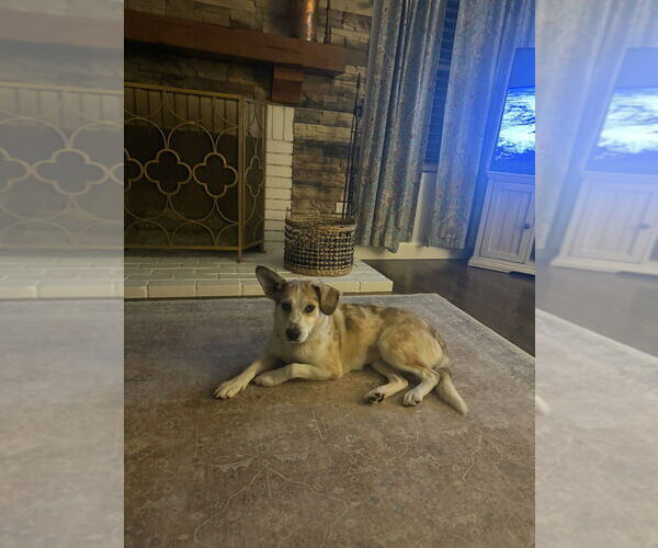 Medium Photo #6 Catahoula Leopard Dog-Golden Retriever Mix Puppy For Sale in Aurora, IN, USA