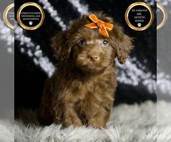 Medium Photo #2 YorkiePoo Puppy For Sale in WARSAW, IN, USA