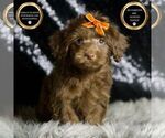Small #1 YorkiePoo